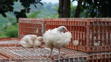 Beyaz tavuklar kafeslerinde