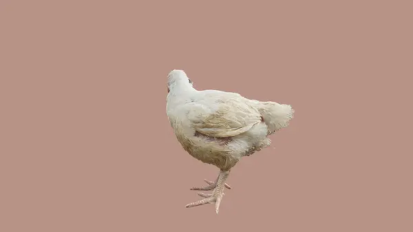 Białe Kurczaki Klatkach — Zdjęcie stockowe