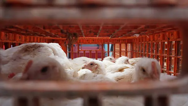White chickens in their cages
