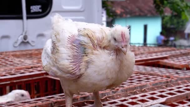 Holding White Chicken His Cage — Stock Video