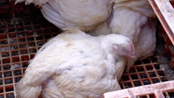 Egy Fehér Csirkét Tart Ketrecében — Stock videók