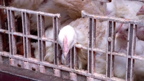 Hält Ein Weißes Huhn Seinem Käfig — Stockvideo