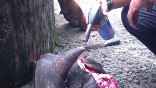 Opferfest Eid Adha Durch Schlachtung Von Kühen Und Gemeinnützige Arbeit — Stockvideo