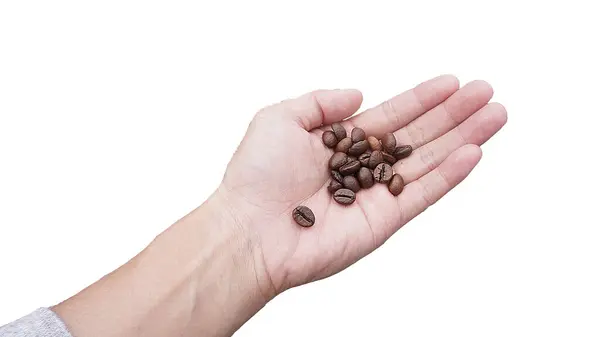 Hand Holding Coffee Bean Produktwerbung Service lizenzfreie Stockfotos