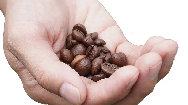 Hand Holding Coffee Bean Produktwerbung Service Stockbild