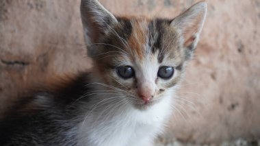 Şirin bir kedinin portresi