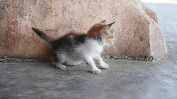 Yerde oturan sevimli kedi.