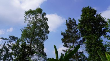 Dağları süsleyen yeşil ağaçların çarpıcı manzarası güzel ve sakin bir doğal atmosfer yaratır.