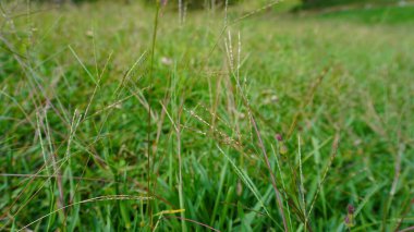 A close-up photo of grass showing the fine details of the grass blades, showing the texture and fresh green color clipart