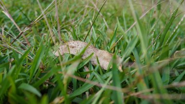 Çimlerin ince detaylarını gösteren yakından çekilmiş bir fotoğraf. Çim yapraklarının dokusunu ve taze yeşil rengini gösteriyor.