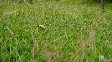 Çimlerin ince detaylarını gösteren yakından çekilmiş bir fotoğraf. Çim yapraklarının dokusunu ve taze yeşil rengini gösteriyor.