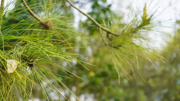 İğnelerin, kabuk dokusunun ve diğer doğal elementlerin detaylarını gösteren bir çam ağacının yakın plan fotoğrafı..
