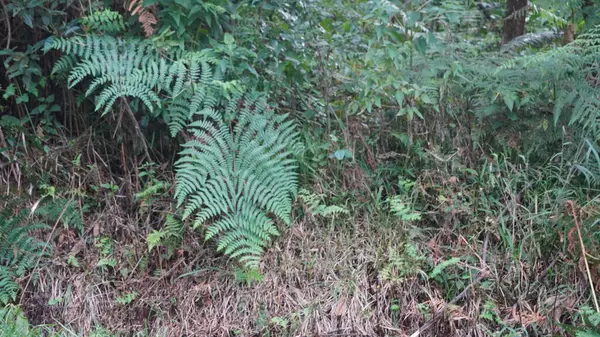 İğnelerin, kabuk dokusunun ve diğer doğal elementlerin detaylarını gösteren bir çam ağacının yakın plan fotoğrafı..