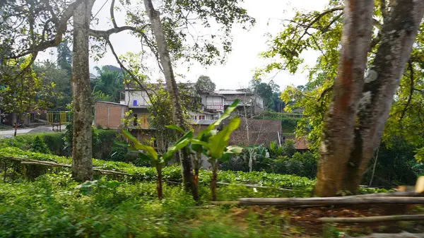 Yeşil tarım arazileri ve yemyeşil ağaçlarla çevrili köy yollarının güzel manzarası. Arka planda görkemli dağlar var.