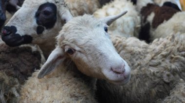 Photo of a lamb prepared as a sacrificial animal for the Eid al-Adha celebration, an important ritual in Muslim tradition clipart