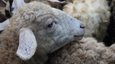 Kurban töreni için kurban olarak hazırlanmış bir kuzunun fotoğrafı. Müslüman geleneğinde önemli bir ayin.