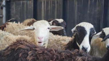 Photo of a lamb prepared as a sacrificial animal for the Eid al-Adha celebration, an important ritual in Muslim tradition clipart