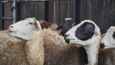 Kurban töreni için kurban olarak hazırlanmış bir kuzunun fotoğrafı. Müslüman geleneğinde önemli bir ayin.