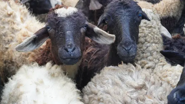 Kurban töreni için kurban olarak hazırlanmış bir kuzunun fotoğrafı. Müslüman geleneğinde önemli bir ayin.