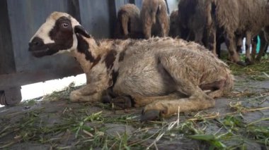 Çiftlikteki şirin bir koyunun yakın plan fotoğrafı.