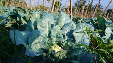 Bereketli ve yeşil brokoli sebze tarlalarını gösteriyor. Brokoli düzenli olarak yetişir.,