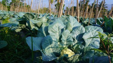 Bereketli ve yeşil brokoli sebze tarlalarını gösteriyor. Brokoli düzenli olarak yetişir.,