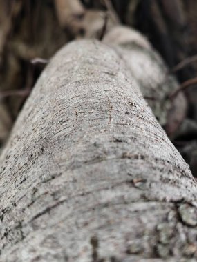 Birbirine dolanmış ağaç kökleri Doğal Karmaşık bir doku oluşturuyor