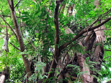 Birbirine dolanmış ağaç kökleri Doğal Karmaşık bir doku oluşturuyor