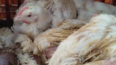 Kümes Hayvanları Kafesinde Canlı Tavuklar