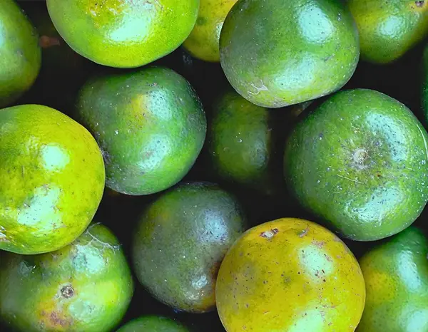 Yerel Oyalamada Organik Yeşil Portakallar