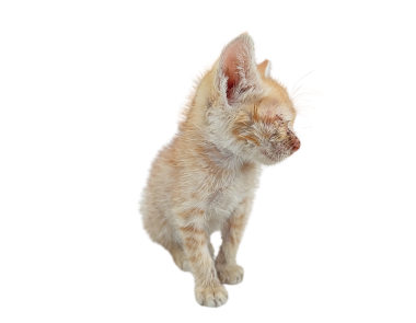 Sarı bir kedi yavrusu beyaz bir arka plana yaslanmış, zayıf görünüyor ve göz enfeksiyonundan muzdarip. Üzücü ifade ve gözle görülür göz hastalığı, hayvanların sağlığına karşı bir sempati ve endişe hissi uyandırıyor..
