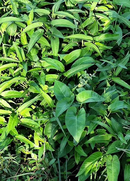 Doğal güneş ışığı altında taze yeşil yaprakları gösteren organik ıspanak tarımı.