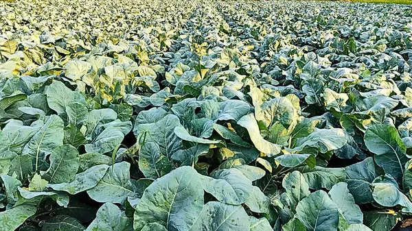 Tarımsal Topraklardaki Doğal Brokoli Bitkisi