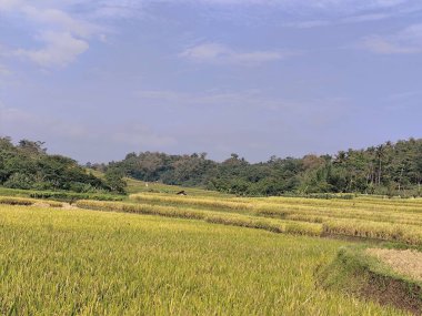 Sabah güzel pirinç tarlaları
