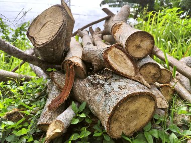 Ormanda ağaç gövdesini kesip biçmiş.
