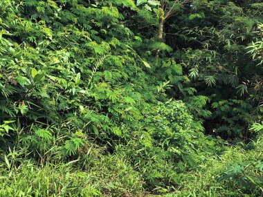 Ormanda yeşil yapraklar