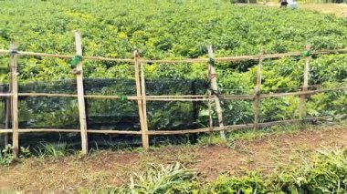 Bahçedeki bir bitkinin yeşil yaprakları