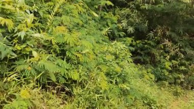 Sabah güzel bir orman