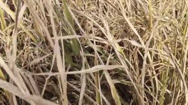 Doğanın güzel manzarası