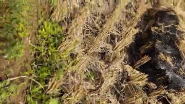 Bahçede yeşil yapraklar