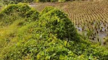 Ağacı ve dağı olan güzel bir manzara.