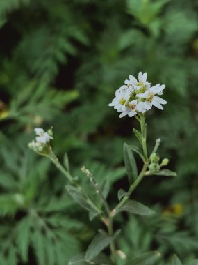 Bahçede beyaz çiçekler