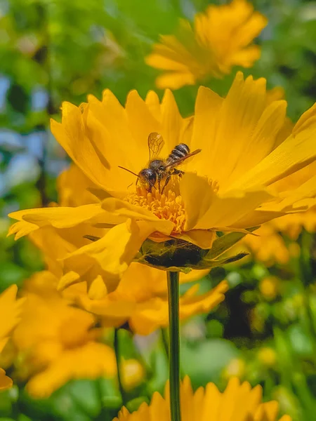 蜜蜂在花朵上 — 图库照片