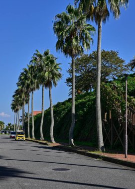 Yoldaki palmiye ağaçlarının güzel manzarası, mavi gökyüzü, güneşli gün, yol kenarındaki arabalar.