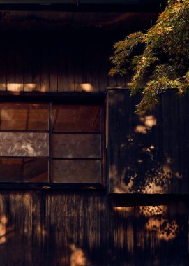 Ormandaki eski ahşap ev, duvara yansıyan güneş ışığı, küçük yapraklı akçaağaç.