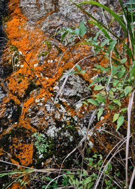 beautiful colorful autumn forest, bright orange moss on the stones, green leaves and grass