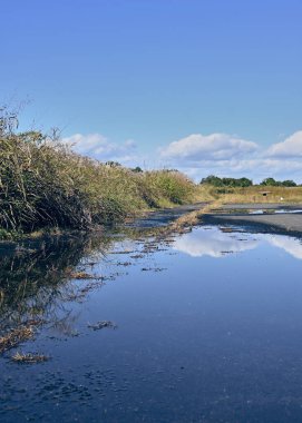 güneşli bir gün, mavi gökyüzü ve beyaz bulutlar suya yansıyor, yeşil ve kahverengi otlar.
