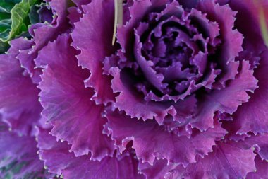  Dekoratif mor desenli lahanaya yakın plan.