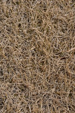 Bahçedeki kuru otlar