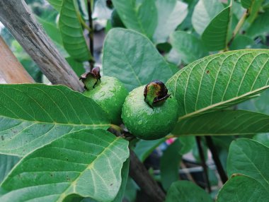 En iyi ortak guava fotoğrafı 2023